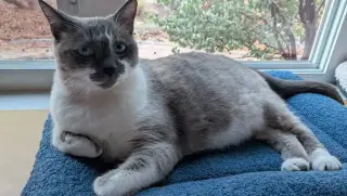 Mack (Courtesy Post)