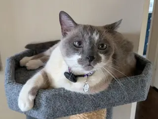 Mack (Courtesy Post)