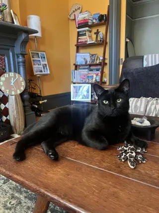 Cosmo (Courtesy Post)