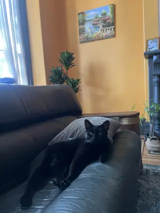 Cosmo (Courtesy Post)