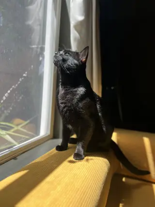 Cosmo (Courtesy Post)