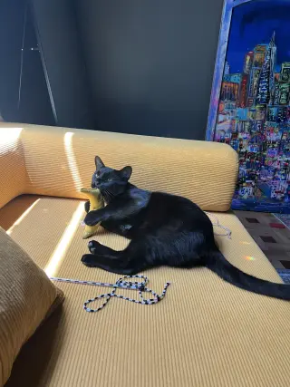 Cosmo (Courtesy Post)