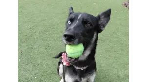 Luna OS