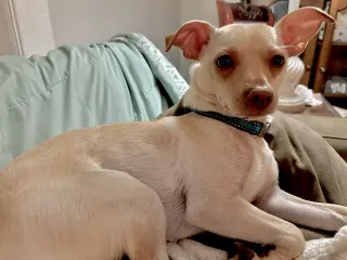Copper