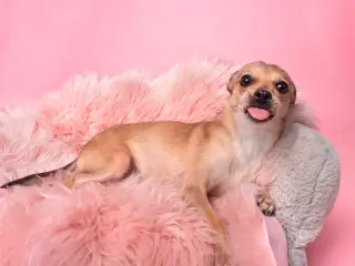 Chalupa