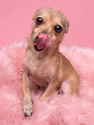 Chalupa