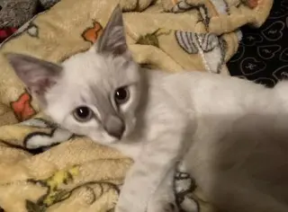 Kitten 27966 (Harlee)