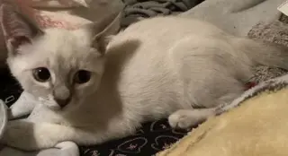 Kitten 27966 (Harlee)