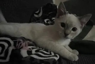 Kitten 27966 (Harlee)