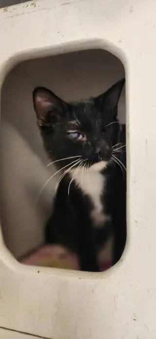 Kitten 27913 (Kingfisher)