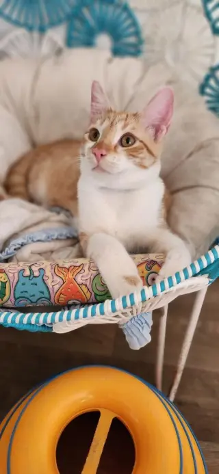 Cat 27724 (Pooh)