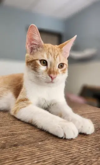 Cat 27724 (Pooh)