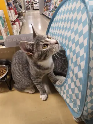 Crouton (FCID# 08/04/2026 - 9 Glen Mills PS)