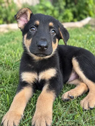 Barkula - PENDING