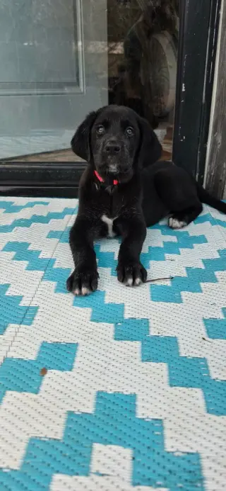 Sierra's pup Sherman (pink)