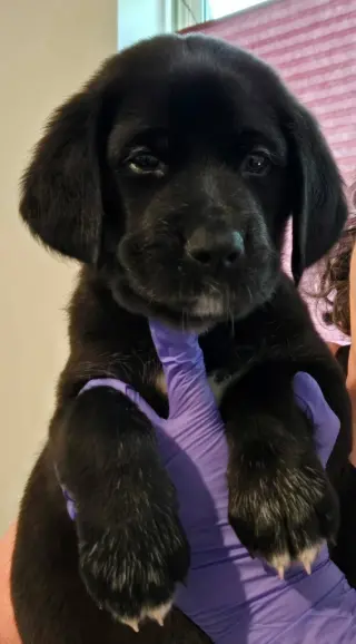 Sierra's pup Sherman (pink)