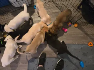 Sierra's pup Sherman (pink)