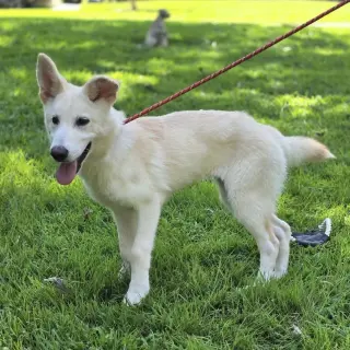 Indi