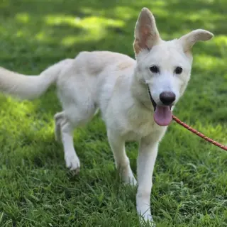 Indi