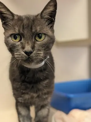 Sophie