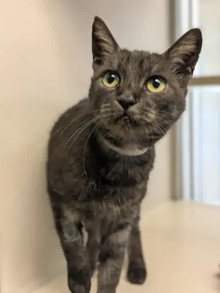 Sophie