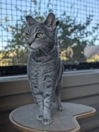 Prince