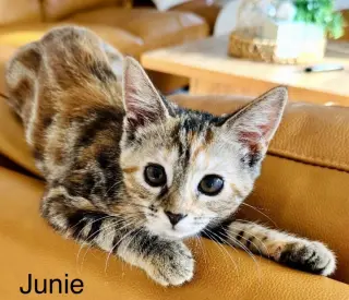 Junie