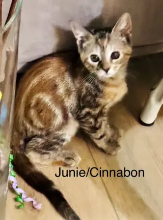 Junie