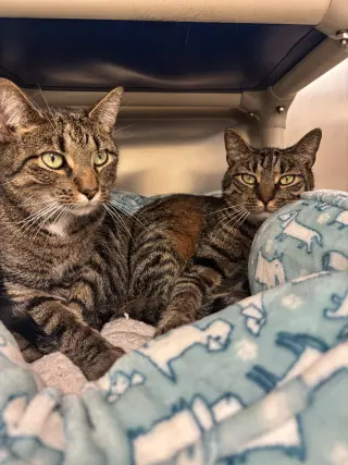 Brooklyn-Bonded Pair