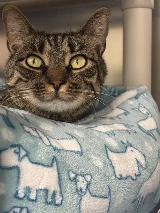 Brooklyn-Bonded Pair