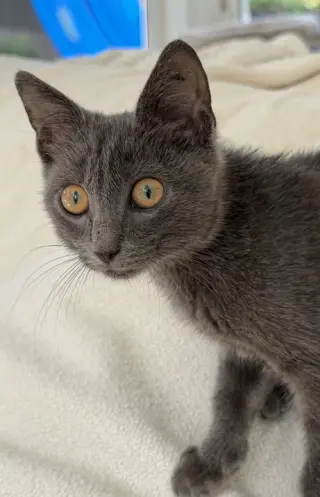 Twiggy