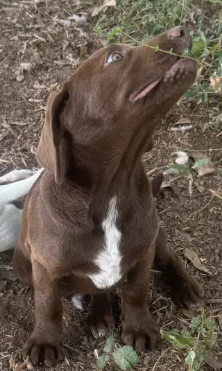 Freda