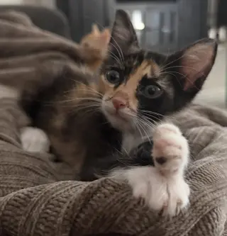 Jessie