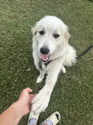 Houdini