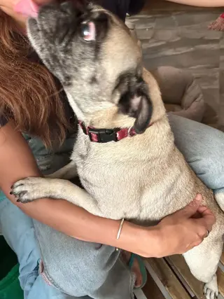 Dalu