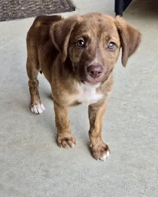 Roo
