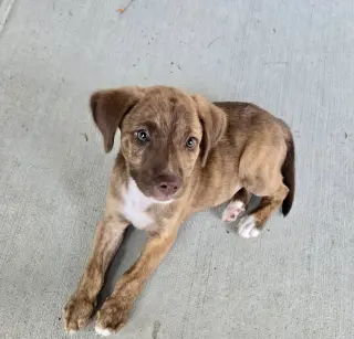 Roo
