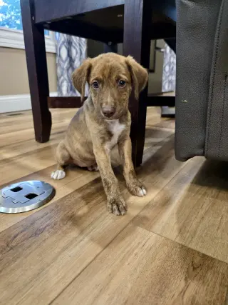Roo
