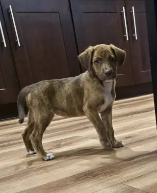 Roo