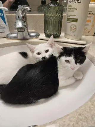 Cookies & Cream ("CC")