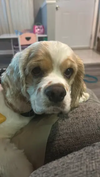 Oscar