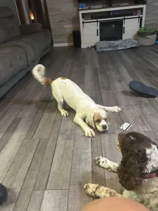 Oscar