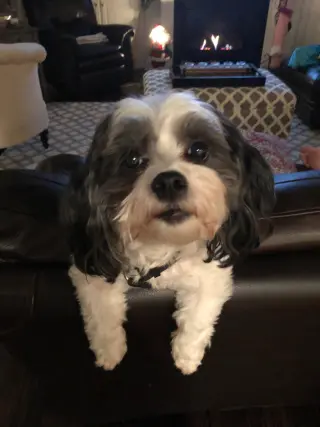 Cooper