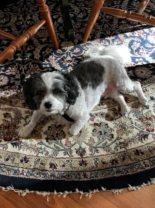 Cooper