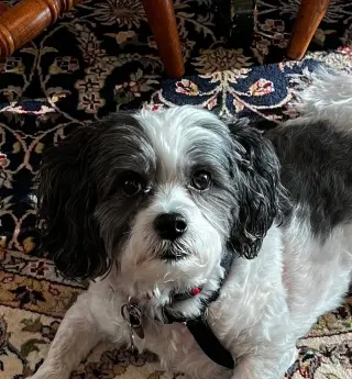 Cooper