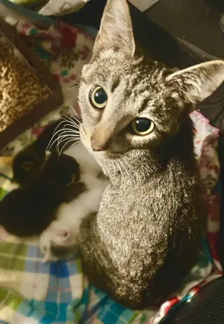 Kit