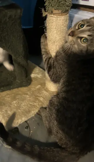 Kit