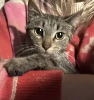 Kit