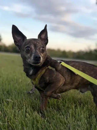 Dutchie:  Not at shelter (Suzanna)