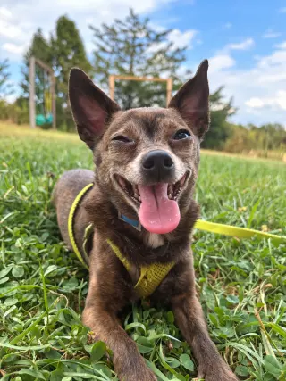 Dutchie:  Not at shelter (Suzanna)